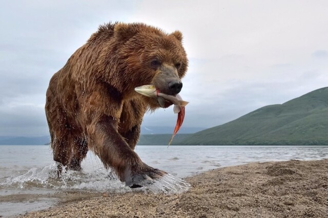 На Камчатке медведь ловил рыбу рядом с человеком