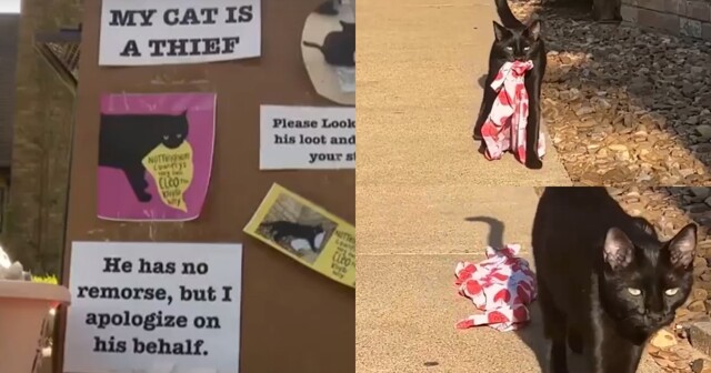 Хозяйка кота-клептомана извинилась за поведение питомца и предложила соседям забрать свои вещи