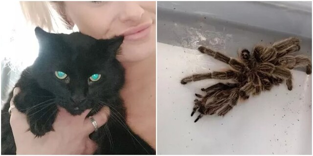 Кошка принесла женщине "подарок" — огромного тарантула