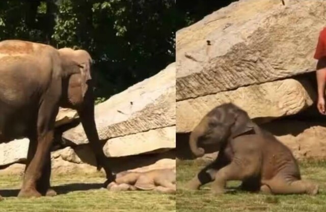 Слониха не смогла разбудить своего слоненка. На помощь пришли люди