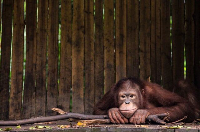 В Индонезии освободили самку орангутанга из сексуального рабства