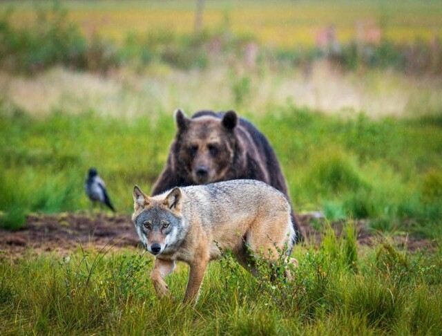 Медведь и волк напали на лосиху с детёнышем