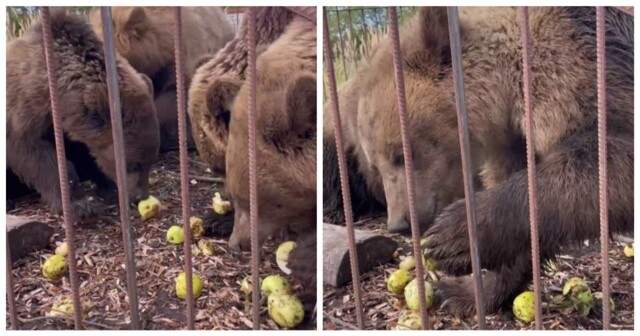 Медведи наслаждаются свежими яблоками