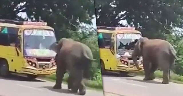 Слон напал на автобус в Индии