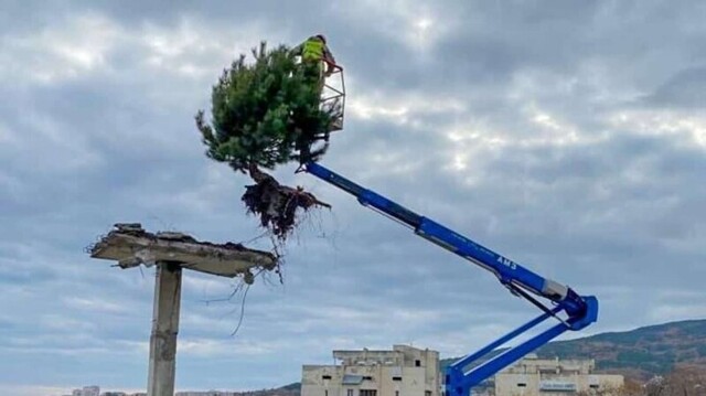 Жители Ялты спасли сосну, которая росла на крыше