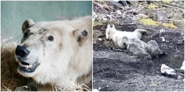 В Московском зоопарке умер медведь Диксон, спасённый в прошлом году с огнестрельными ранениями