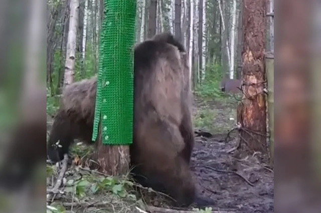 На Камчатке медведь "станцевал" у дерева в лесу