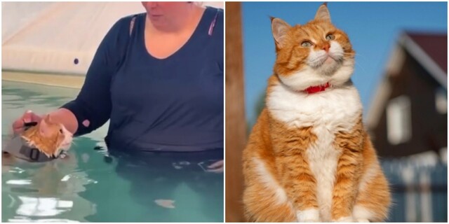 Толстый котик очень недоволен тем, что его заставили худеть в воде