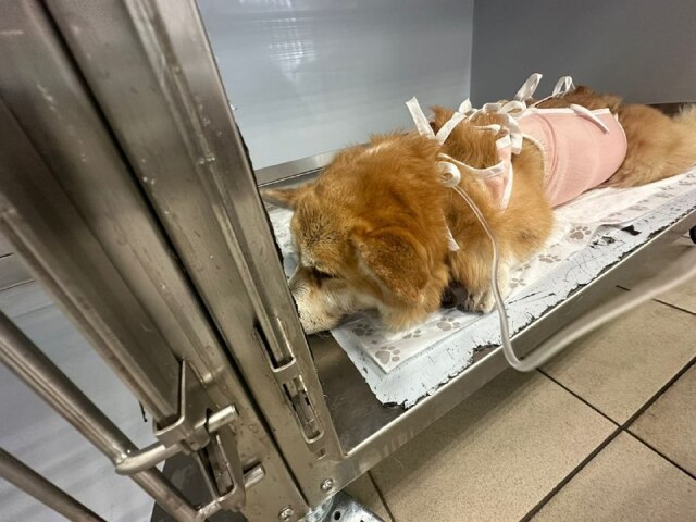 В Москве ветеринар спас корги, съевшего почти килограмм щебня