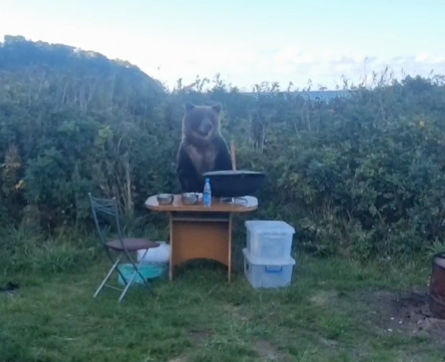 Медведь украл у туристов тарелку с супом