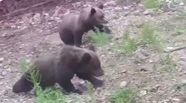 Не поделили «вкусняшку»:  драку двух медвежат засняли в Приамурье