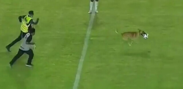 Пёс выбежал на поле во время матча чемпионата Мексики по футболу и показал, как надо обращаться с мячом