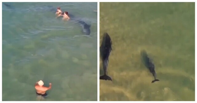 В Анапе дельфины приплыли к пляжу с отдыхающими