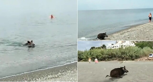 Кабан и море. В Крыму дикий кабанчик распугал отдыхающих, выскочив на пляж из моря