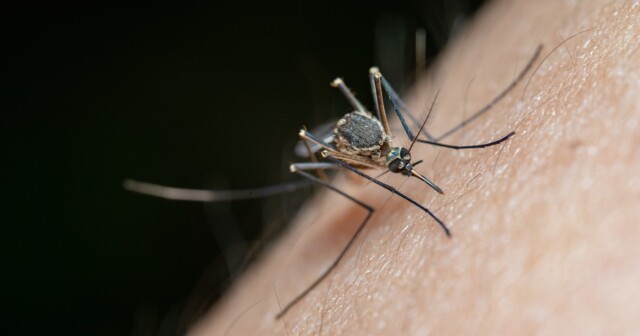 Дерматолог объяснила, почему некоторые люди становятся "магнитами" для комаров