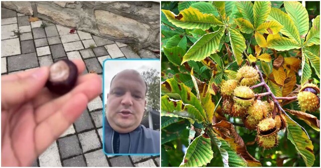 "Не ешьте наши каштаны": мэр Железноводска записал видеообращение к гостям курортного города
