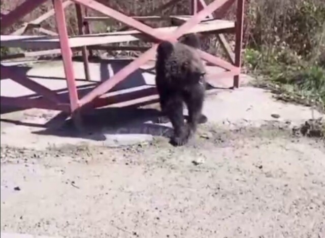 Почти контактный зоопарк с двумя дикими медвежатами устроили жители Сахалина