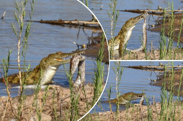 Голодный крокодил поймал и съел огромного питона в ЮАР