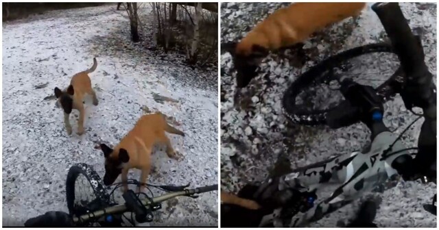 Собаки неожиданно напали на велосипедиста