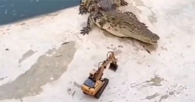 Необычный способ разгона крокодилов