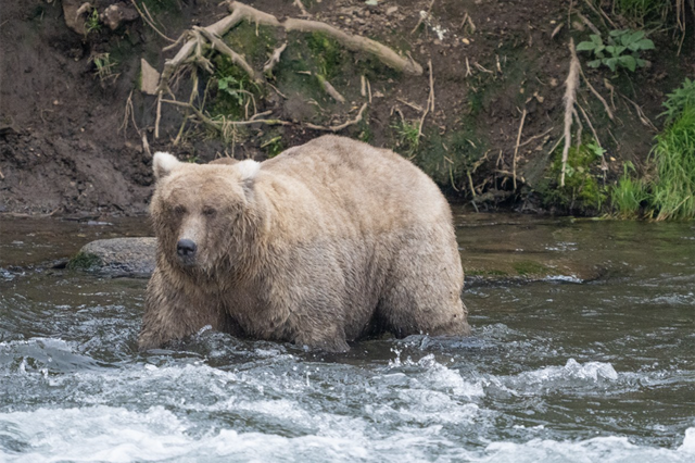 Самого толстого медведя выбрали на Аляске — победила многодетная мать