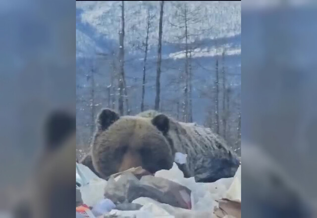 В Якутии упитанный медведь захватил местную свалку