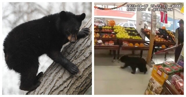 Голодный медвежонок забежал в магазин на Аляске