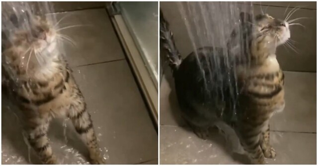 Кошка обожает принимать душ