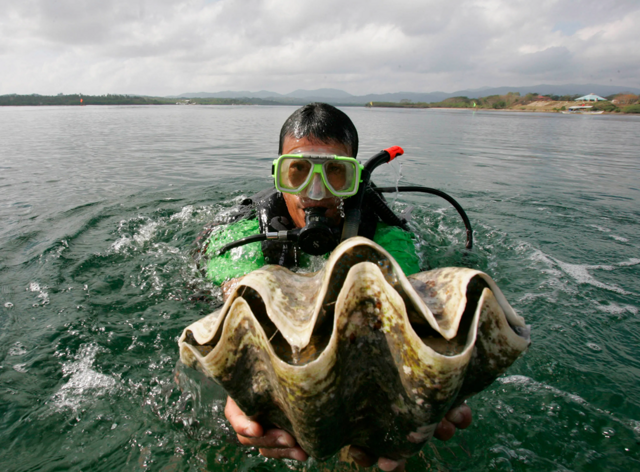 Гигантская тридакна: моллюск с синей плотью весит 300 кг и производит жемчужины до 34 кг