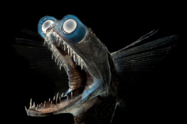 Кошмарная галлюцинация: как живет глубоководная рыба-телескоп