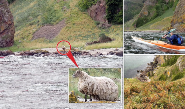 Овца два года выживает на изолированном пляже в Шотландии