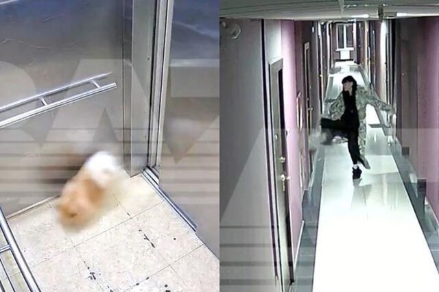 Девушка подняла на уши полдома из-за потерявшегося шпица — оказалось, что он катался на лифте