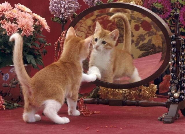 Почему кошки и собаки не узнают себя в зеркале?