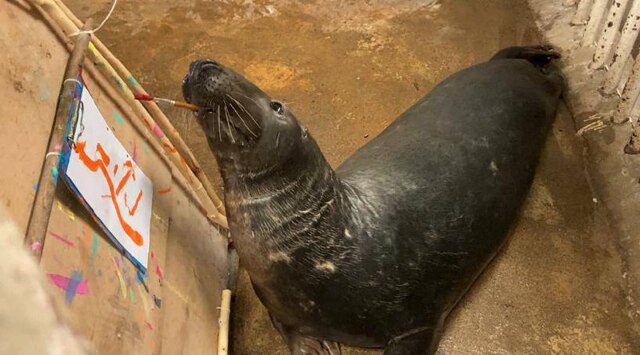 Тюлень из зоопарка Калининграда начал рисовать картины после ссоры с соседкой