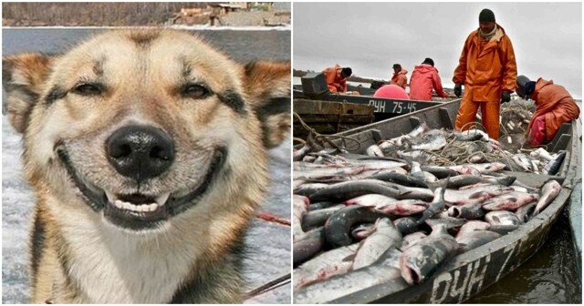 На Камчатке бездомных собак начнут кормить красной рыбой