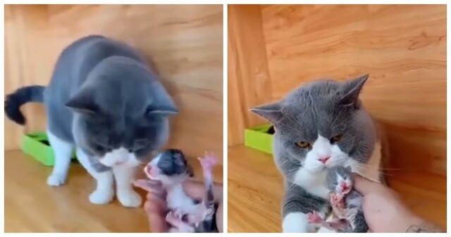 Реакция кота на своего детёныша