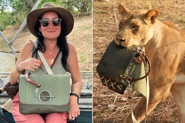 В Намибии львицы украли у женщины сумочку