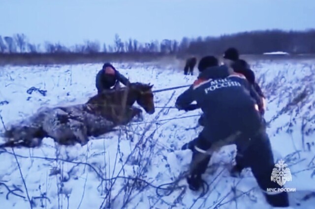 Примерзшую к земле лошадь спасли в Хабаровском крае