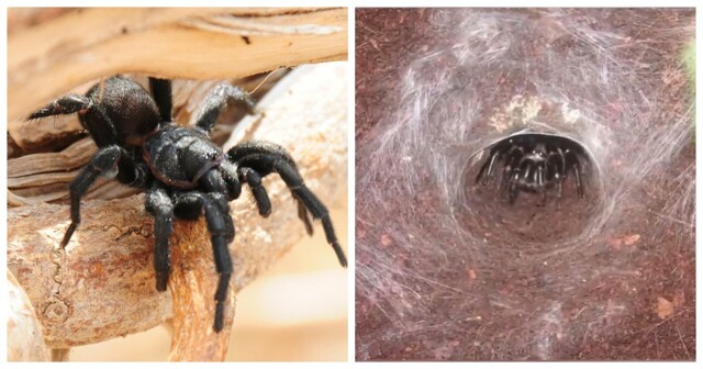 Сиднейский воронковый паук – скромник, который может организовать массу проблем