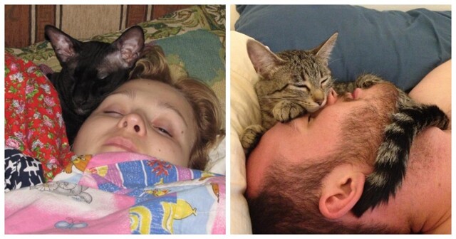 Котики на страже крепкого, здорового и сладкого сна
