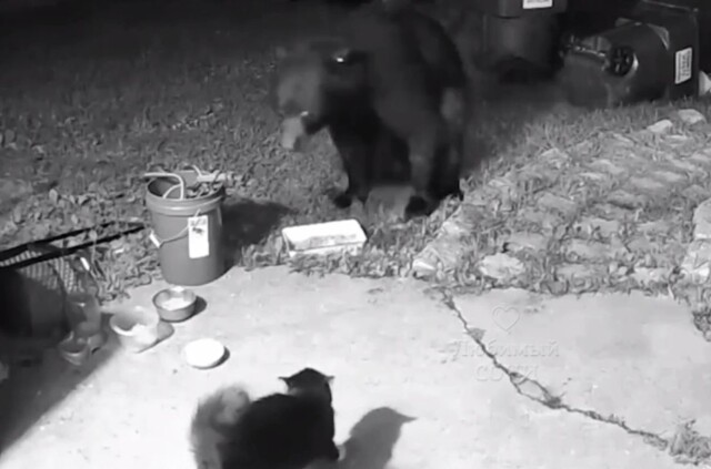 Бесстрашный домашний кот прогнал медведя со двора