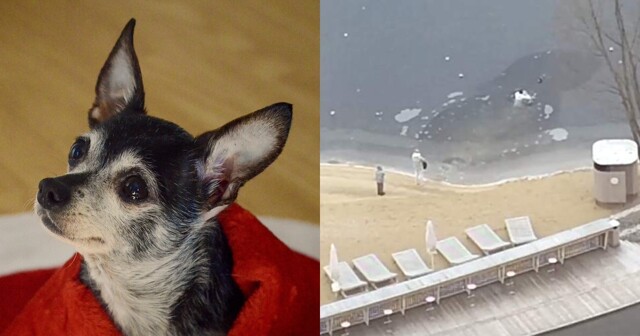 В Красногорске мужчина спас собаку, провалившуюся под лёд