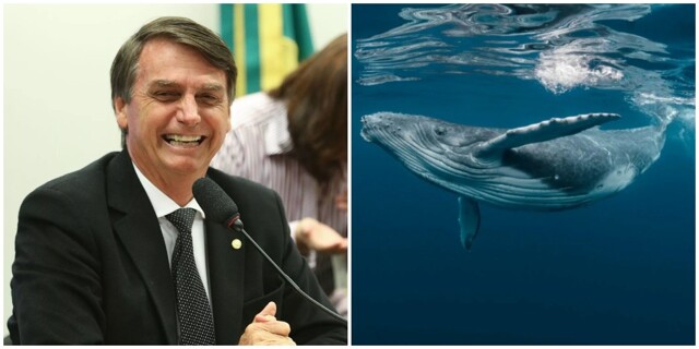 Бывшего президента Бразилии обвинили в домогательствах к киту