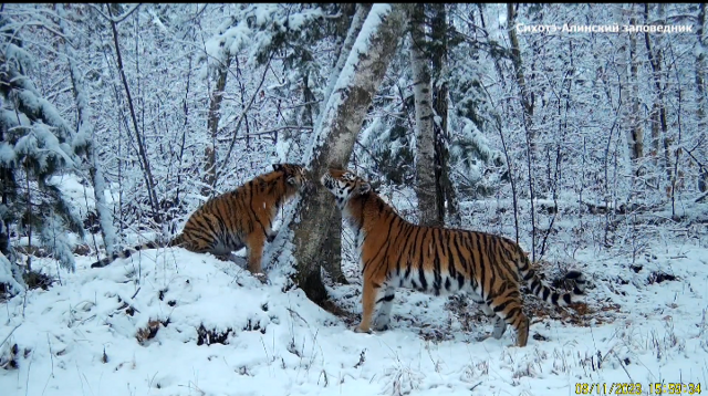 В Приморье подсмотрели игры амурской тигрицы и ее котенка