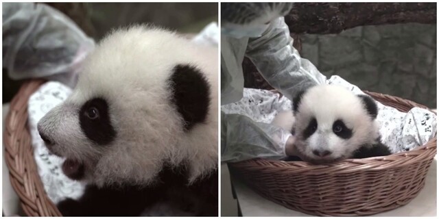 В Московском зоопарке у трёхмесячной панды появились зубки