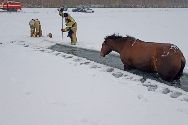 Пожарные спасли лошадей из замерзшего озера