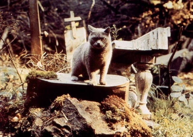 Как снимали фильм "Кладбище домашних животных": кадры со съемок и 15 интересных фактов о фильме