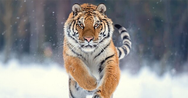 В Приморье тигр стал по-хозяйски расхаживать по местным посёлкам