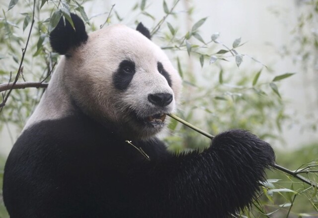 Китай забирает своих панд-дипломатов из зоопарка Великобритании