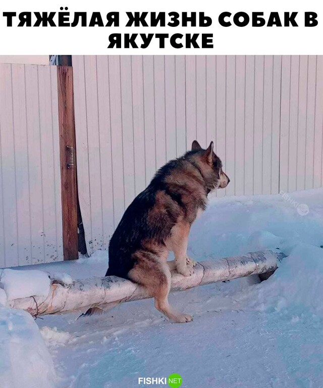 Картинка дня 02-12-2023